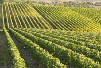 Vineyard in Chianti, Tuscany, Italy, famous landscape, Europe