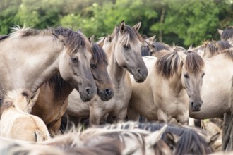 The Dülmen horses live wild near Dülmen, in the Merfelder Bruch nature reserve in North