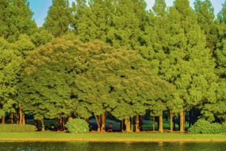 Mizumoto Park forest and blue sky. Shooting Location: Katsushika-ku, Tokyo