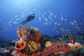 Diver over coral reef, Kai Islands, Moluccas, Indonesia, Asia