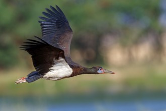 Abdim's stork, rain stork, Abdim, (Ciconia abdimii), African stork species, family of storks,