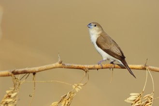 African silverbill, silver beak, silver pheasant, trusting bird, ornamental bird in Europe, family