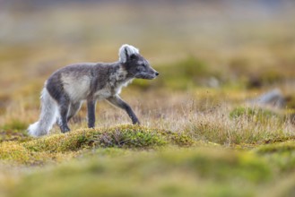 Arctic fox foraging, Arctic fox, (Alopex lagopus), Europe, Norway, Spitsbergen, Longyearbyen,