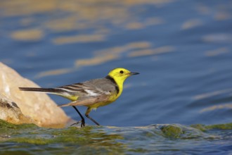 Citrine wagtail, (Motacilla citreola), foraging in a biotope, Middle East, Oman, songbird, family