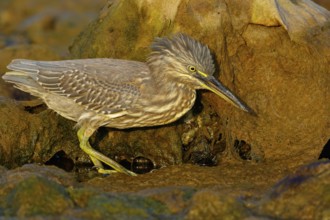 Animals, birds, heron, mangrove heron, (Butorides striatus), foraging in biotope, Quarayyat,
