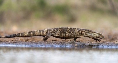 White-throated monitor lizard (Varanus albigularis) Zimanga, South Africa, Pangolins, Animals,