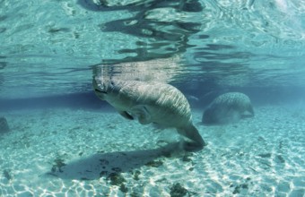 Round-tailed manatee, Trichechus manatus latirostris, USA, Florida, FL, Crystal River, North