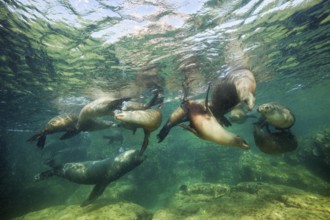California sea lions, Zalophus californianus, La Paz, Baja California Sur, Mexico, Central America
