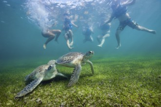 Snorkeller looking at Green turtle, Chelonia mydas, Akumal, Tulum, Mexico, Central America