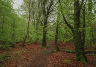 Sababurg primeval forest, Reinhardswald estate district, Hofgeismar, Hesse, Germany, Europe