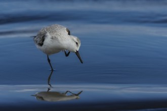 Sanderling (Calidris alba) preening its feathers, Puerto Soley, Costa Rica, Central America