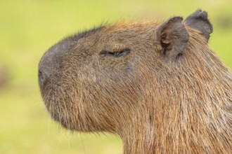 Capybara or capybara (Hydrochoerus hydrochaeris), animal portrait, Pantanal, inland, wetland,
