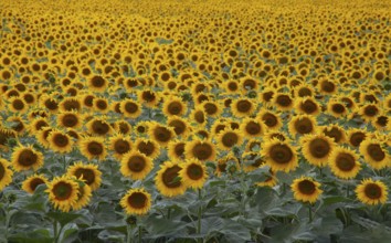Background sunflower field to the horizon. Blooming fields of agriculture