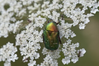 Rosenkaefer, Cetoniinae, flower chafer