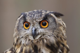 Uhu, Bubo bubo, Eurasian Eagle Owl