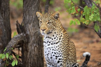 Leopard Portrait