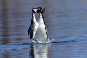 A Great crested grebe pair in a courtship dance. Lake, bird. Great crested grebes during their