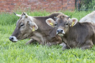 Original Brown Swiss lying on the grass