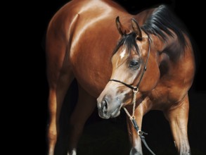Portrait of young bay arabian filly at black background