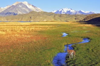 The solitary Estancia in the national park Perito Moreno in Argentina.The huge valley surrounded by