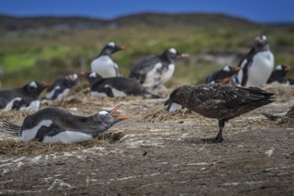 Subantarctic skua, or Brown Skua (Catharacta antarctica), at a breeding colony of gentoo penguins