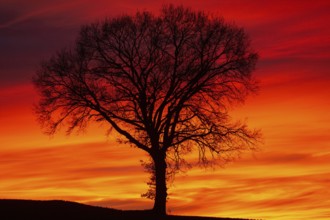 Sunset tree in front of a reddish sky