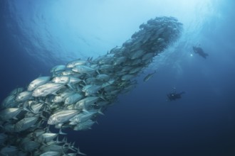 Diver and school of bigeye jacks, Caranx sexfasciatus, Cabo Pulmo, Baja California Sur, Mexico |