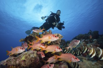 Shoal of Longjawed Squirrelfish, Ahe Atoll, Tuamotu Archipelago, French Polynesia | Shoal of