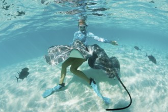 Snorkelling with Pink Whipray in Lagoon, Pateobatis fai, Moorea, French Polynesia | Snorkeling with