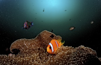 Red Sea Anemonefish, Amphiprion bicinctus, Djibouti, Djibouti, Africa, Afar Triangle, Gulf of Aden,