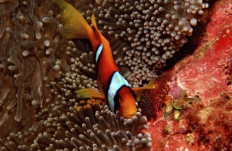 Red Sea Anemonefish, Amphiprion bicinctus, Djibouti, Djibouti, Africa, Afar Triangle, Gulf of Aden,