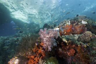 Coral reef, Raja Ampat, West Papua, Indonesia, Asia