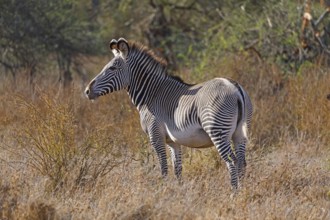Grevy Zebra (Equus grevyi)