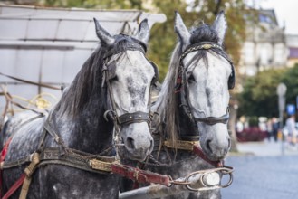 Two light gray horse in harness on the street
