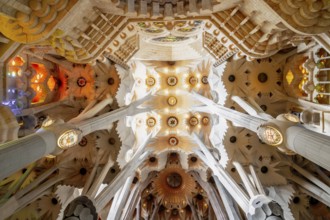 For the vault in the nave of La Sagrada Familia church, Antoni Gaudi drew inspiration for his