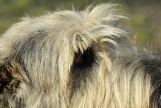 Irish wolfhound (canis lupus familiaris)