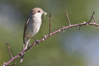 Red-backed shrike (Lanius collurio)