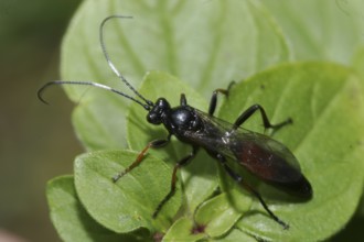 Plant wasp (Symphyta)