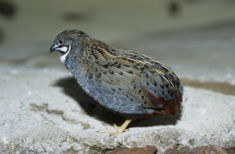 King Quail (Coturnix chinensis)