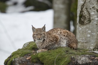 Lynx (Lynx lynx)