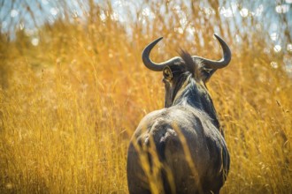 Back of Wildebeest, Connochaetes Gnou, in the savannah plains, Pilanesberg National Park, South