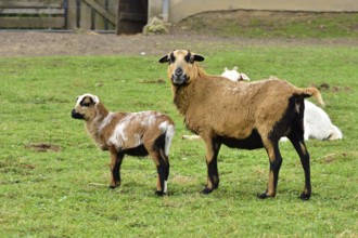 Cameroon sheep with a baby. Cameroon sheep on a farm