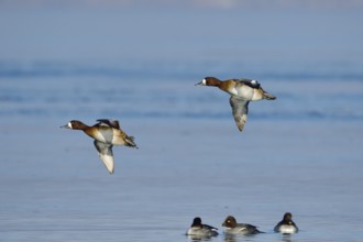 Greater scaup female in winter in saxon. Mountain ducks in winter in Saxony. Aythya marila