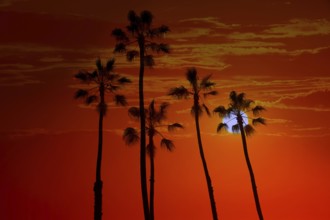California high palm trees sunset sky silohuette background USA