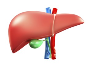 Liver and gallbladder colorful 3D illustration isolated on white background