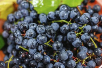 Cluster of blue grapes with droplets, next to a green leaf