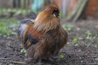 Silk cock in the spout