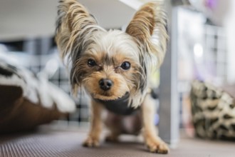 Cute Yorkshire terrier (companion animals). Shooting Location: Tokyo metropolitan area