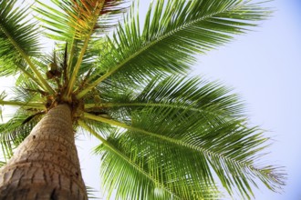 Coconut palm on the blue sky background