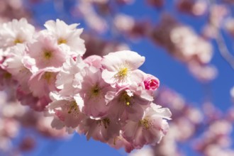 Cherry blossom trees in full bloom in springtime